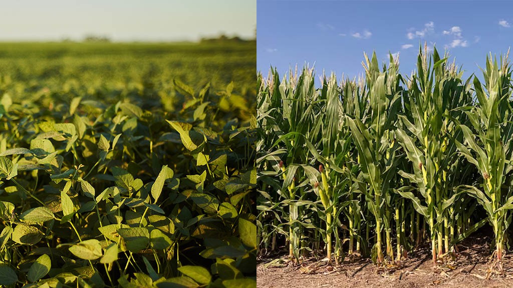 La campaña agrícola 2025/26 muestra un progreso significativo en las labores de siembra de soja y maíz