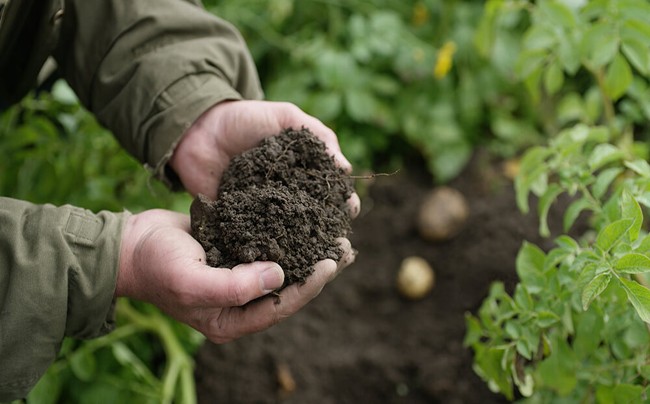 Hambre de suelo, los dos micronutrientes que el Norte está olvidando reponer.