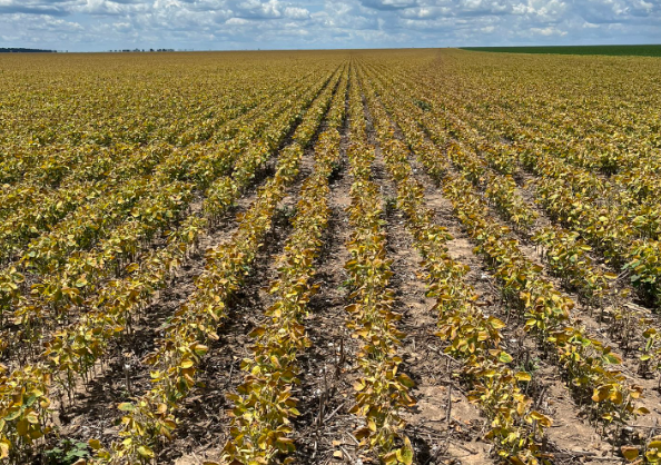 Sequía de enero golpea a la soja: pérdidas de hasta 50% en zonas clave