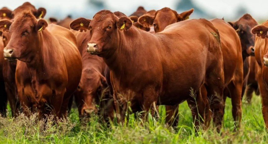 Menos faena y más peso