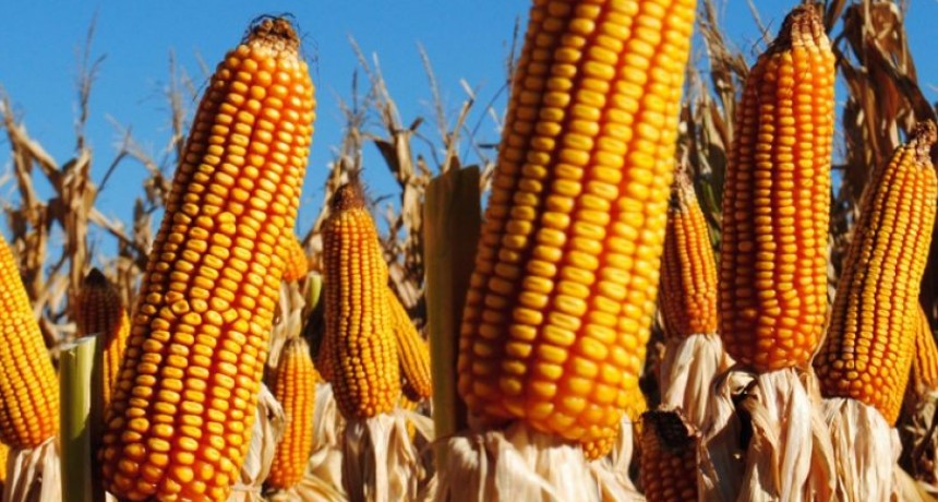 Alerta Roja, el Maíz Bt bajo presión imparable de orugas. 