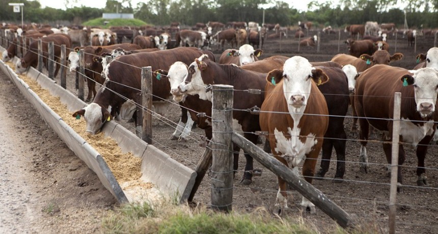 Los feedlots recuperan terreno