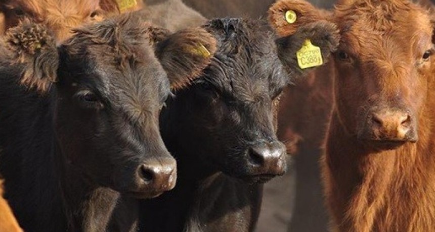 El novillo vuelve a afirmarse en la región