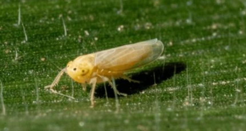 Alerta amarilla por Chicharrita, lo que los productores deben saber.