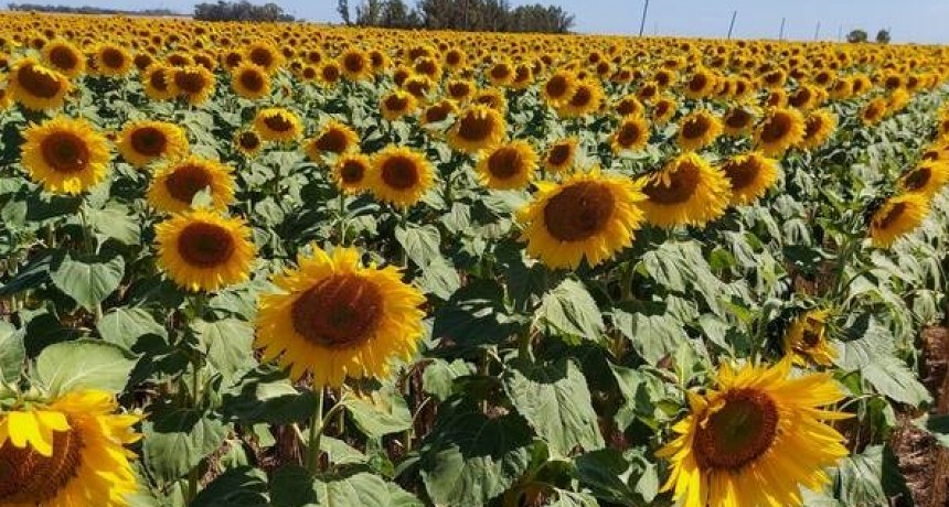 Girasol, Senasa implementa un plan preventivo contra una maleza plaga de alto riesgo.
