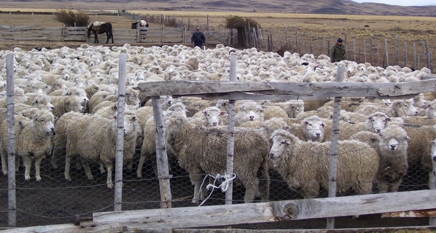Más mercados para la lana, simplifican trámites para acelerar las ventas externas.