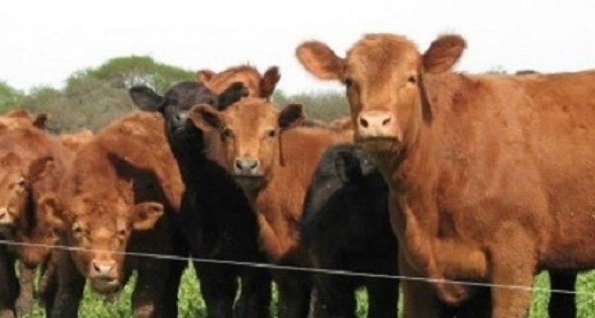 El novillo pisa fuerte en la región