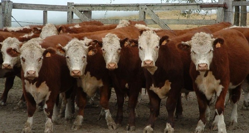 Falta hacienda, mejoran los precios