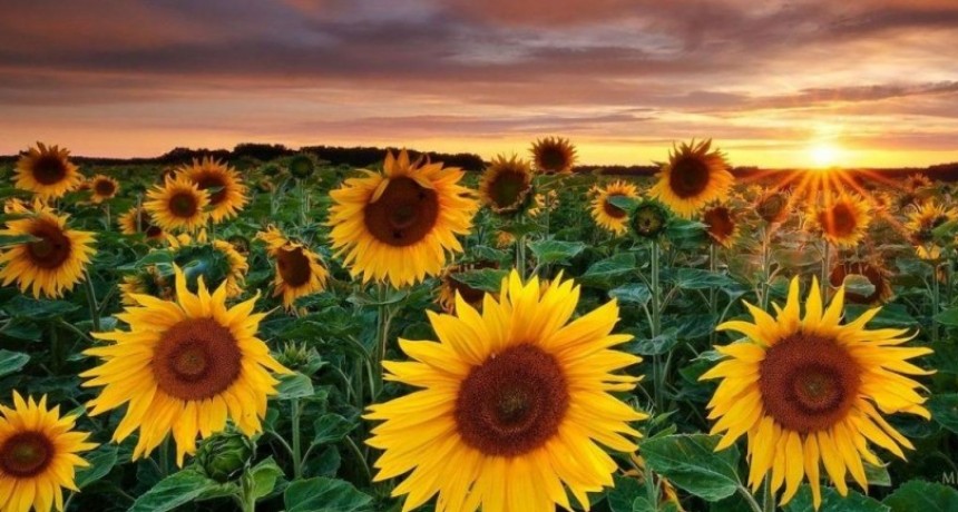 El girasol volvió a brillar en el comercio exterior