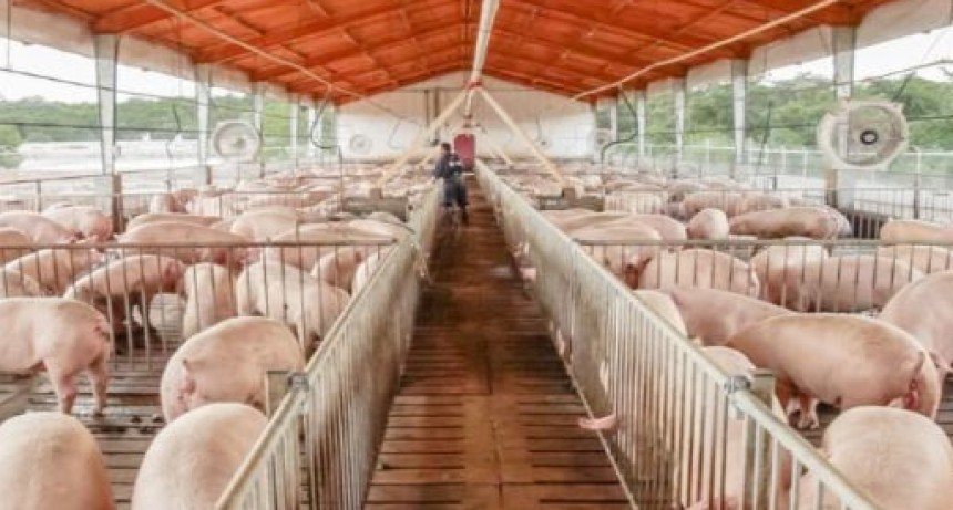 El cerdo frena su crecimiento