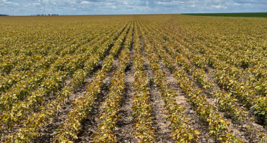 Sequía de enero golpea a la soja: pérdidas de hasta 50% en zonas clave