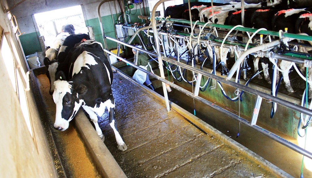 Preocupación en los tambos, atraso en la siembra de verdeos y pasturas por falta de lluvias.