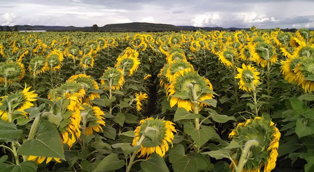 Girasol: la cosecha avanza, pero el clima alerta