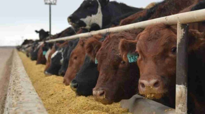 Sube el encierre de hacienda en el Feedlots 
