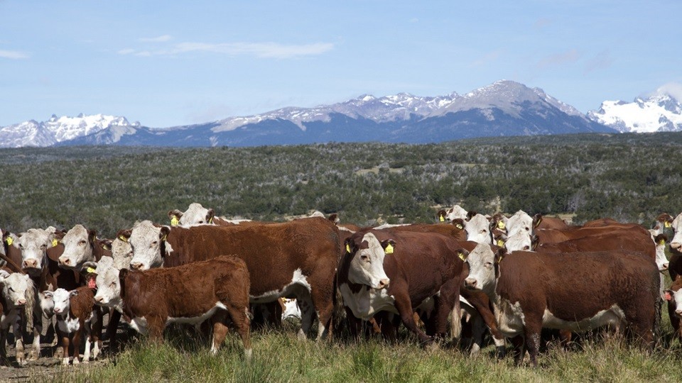 Medidas del Senasa para que los productores protejan a los animales de producción frente a inclemencias climáticas en invierno.