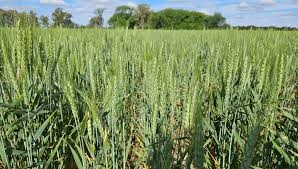 Océano Atlántico será el factor de más peso para contar con lluvias a lo largo del ciclo de trigo.