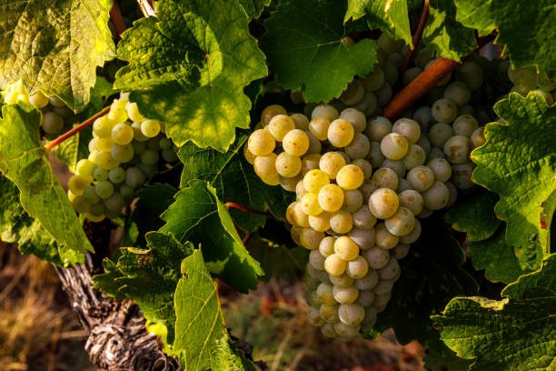 Fin de las retenciones industriales, el impacto del vino.