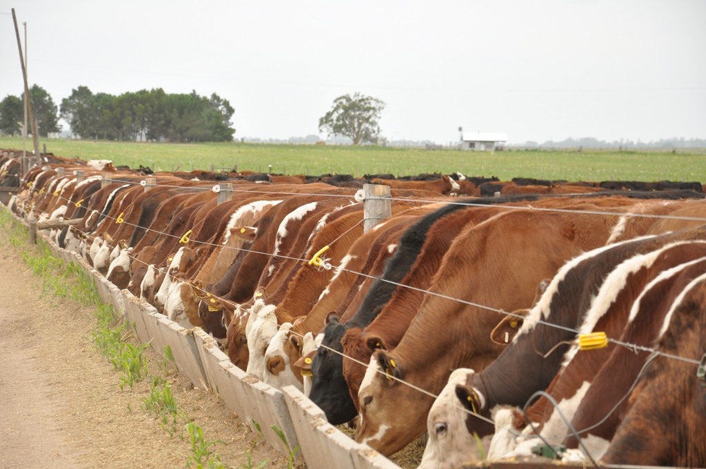 El maíz se abarata frente al novillo: Cae una relación clave para el feedlot