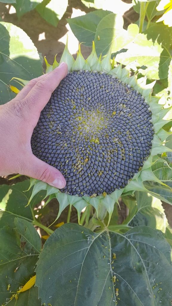 El girasol conquista nuevos territorios en Córdoba