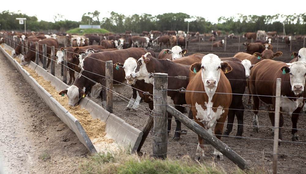 Feedlots en alza: La ocupación ya supera el 67%