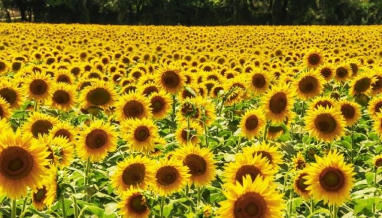 Los datos del girasol 2024/25.