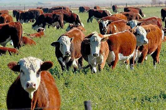 Argentina y Uruguay lideran el precio regional del novillo