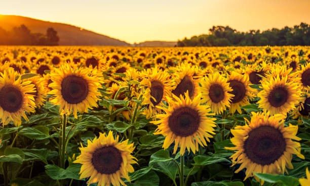 Congreso puro Girasol.
