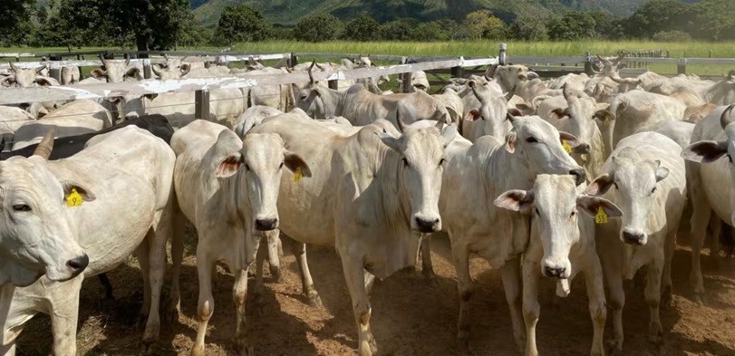 Libre de aftosa sin vacunación: Brasil reescribe las reglas del comercio cárnico