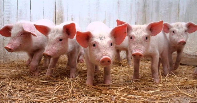 España apuesta fuerte al cerdo brasileño