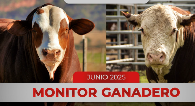 FADA: En mayo, la producción de carne bovina totalizó 260 mil toneladas, 2,7% menos que mismo mes del año anterior