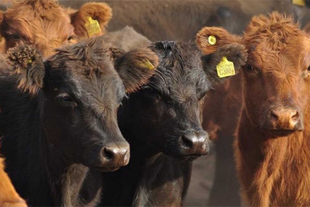 Uruguay lidera el precio del novillo en el Mercosur