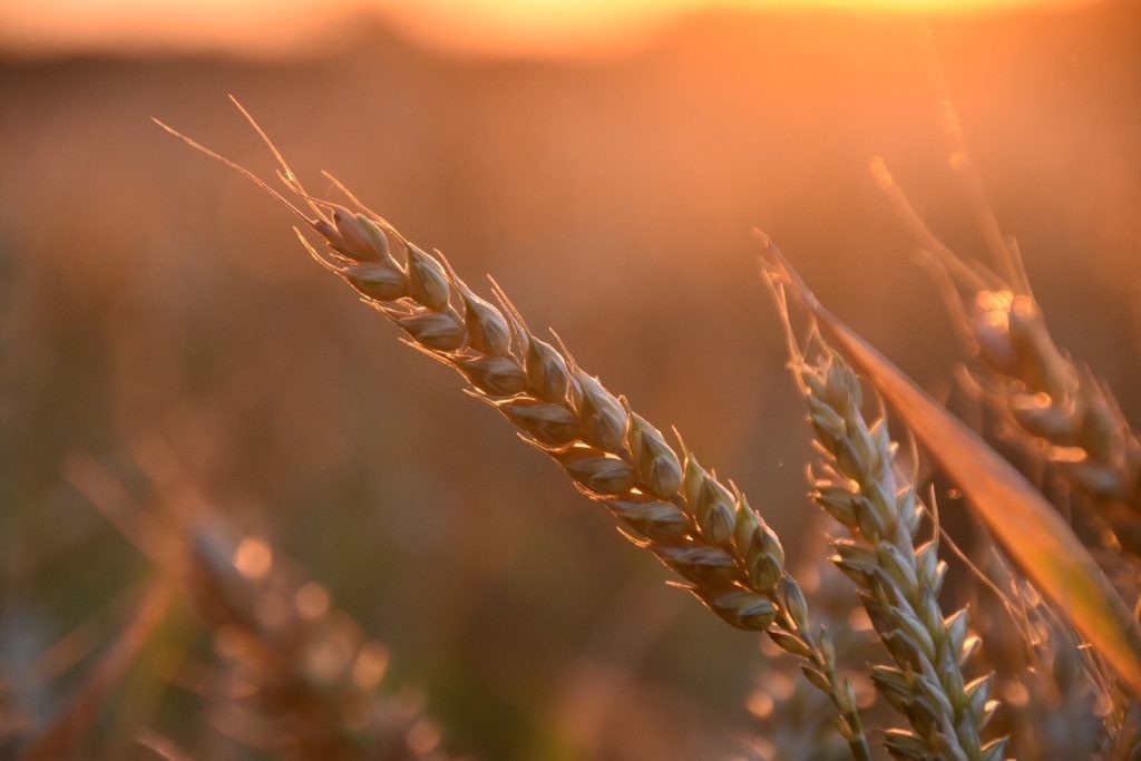 El trigo consolida su aumento con un 23% más de área en la región núcleo.