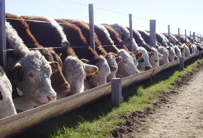 Los feedlots frenan el ritmo: el ingreso de hacienda cae por primera vez desde abril