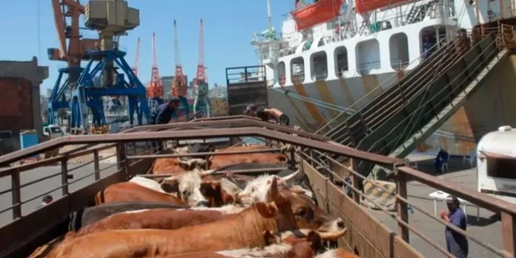 Freno a las exportaciones de ganado en pie desata polémica en Uruguay