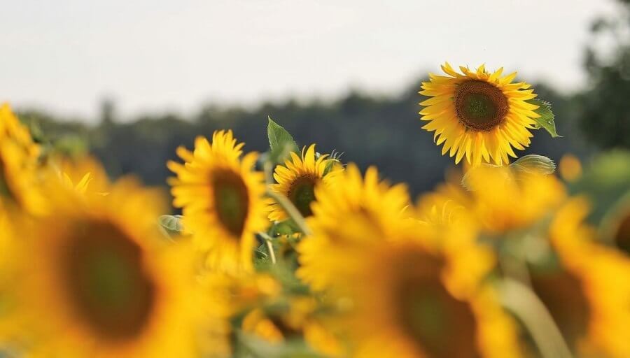 Girasol: La elección del híbrido empieza por entender a dónde vamos a sembrar.