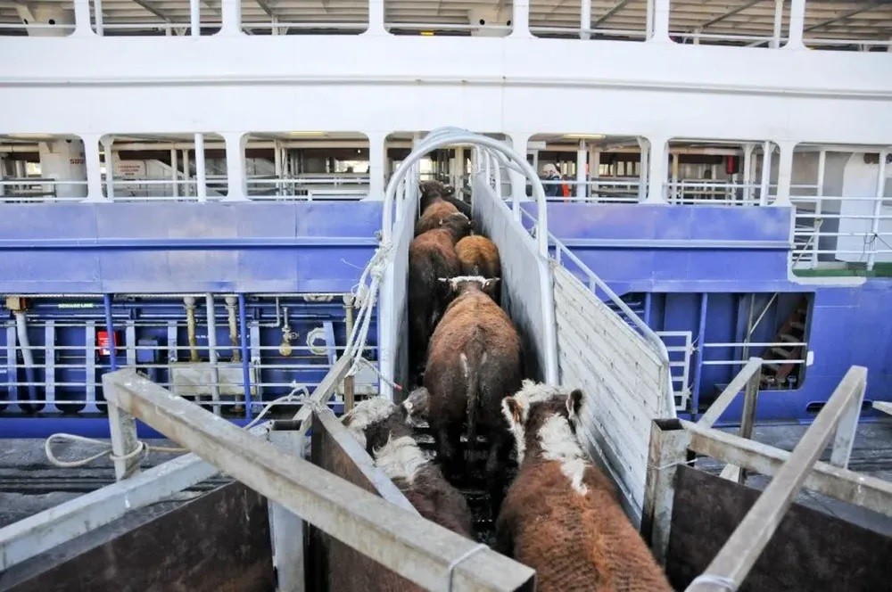 Uruguay: Exportar ganado en pie sigue permitido