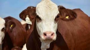 Éxito rotundo en la trazabilidad del rodeo paraguayo