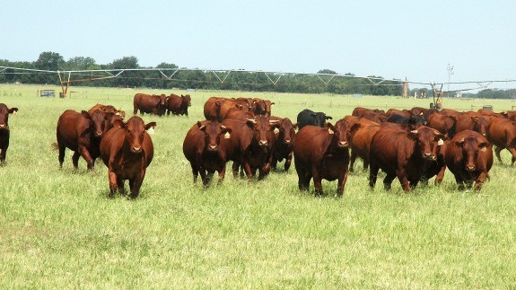 Estados Unidos reduce su rodeo bovino pero anticipa señales de recuperación