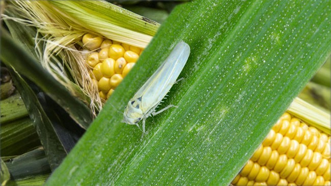 El clima y la chicharrita redefinen el mapa agrícola