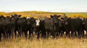 Tres gigantes ganaderos ajustan su ciclo y anticipan un mercado global con menos carne