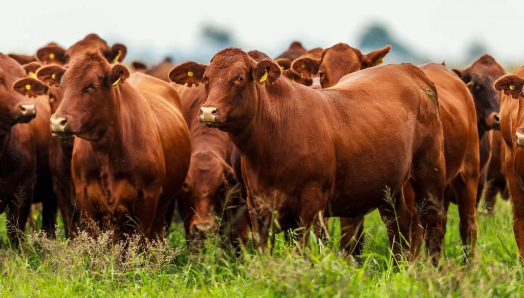 Las exportaciones de carne crecen un 23% en agosto.