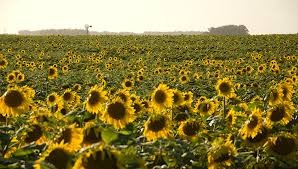 Girasol: La siembra más grande del siglo.