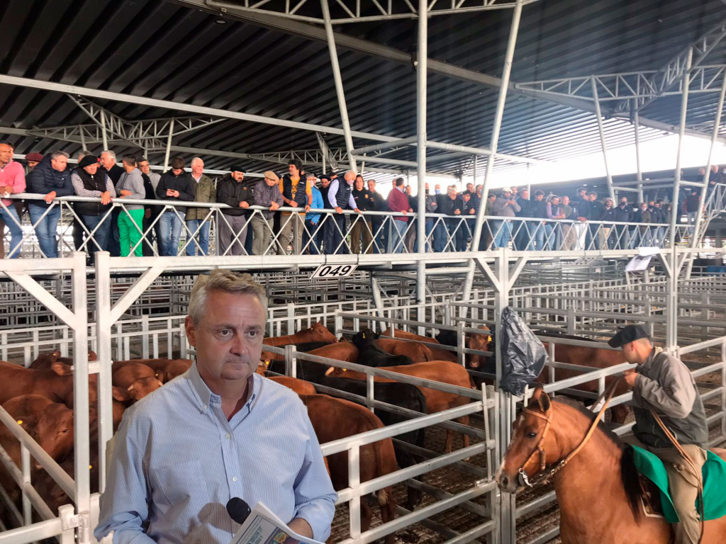 Cañuelas: Los novillos sostienen sus respectivos valores corrientes