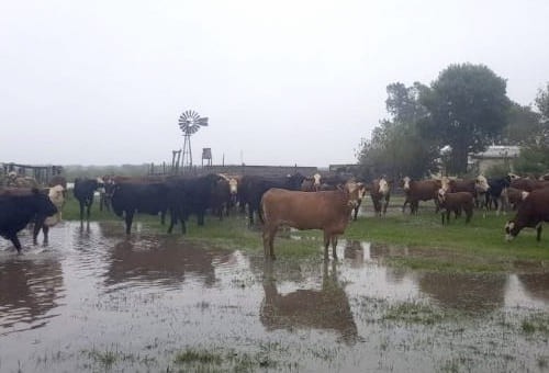 Ganadería: Las lluvias frenaron los arribos de hacienda a los Mercados