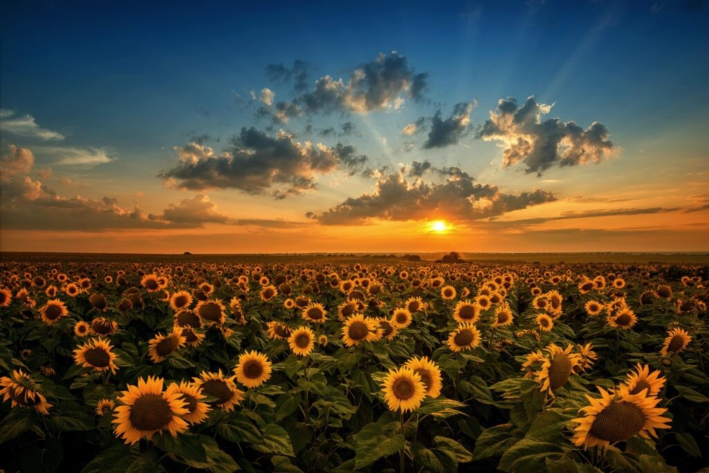 El girasol se consolida en Córdoba