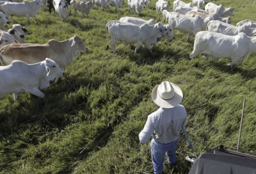 Estados Unidos refuerza su dependencia de la carne importada