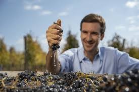 Las uvas criollas: Un legado argentino con mucho potencial.