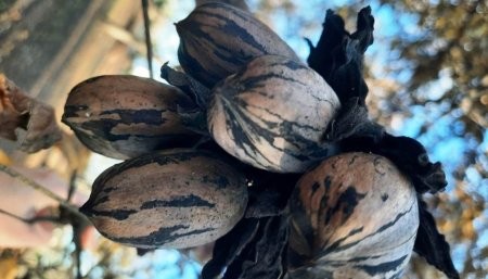 El noroeste Argentino apuesta por la nuez pecán, un fruto con un gran potencial.