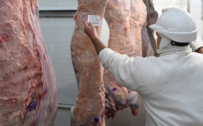 Los frigoríficos adoptan la tipificación bovina y ya se aplica en el 95 % de la faena.
