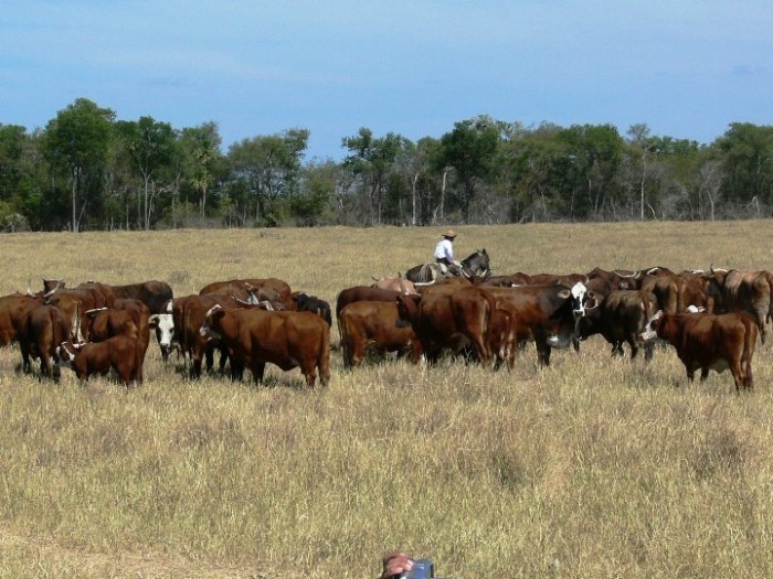 Paraguay reduce su producción de carne y busca abrir nuevos mercados